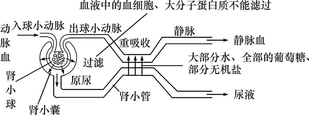 初中生物考前必看的初中生物结构图你都掌握了吗