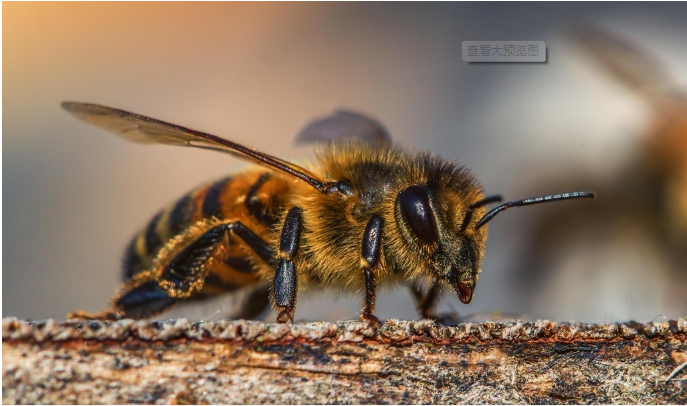 蜜蜂养殖技术课