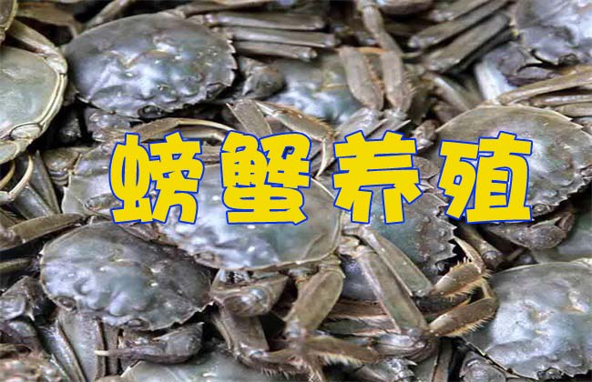 螃蟹的养殖技术视频资源下载