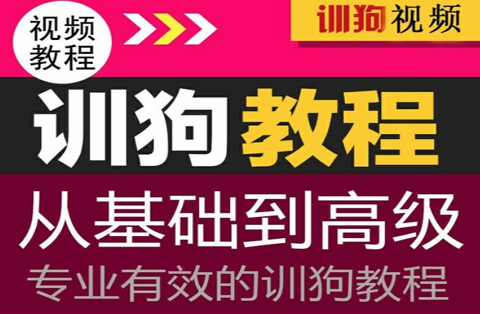 2019年最新训练狗视频全套课程，让你的狗狗在你的指令下完成不可思议的神奇