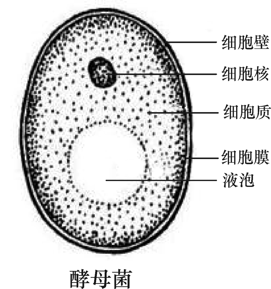 细菌,真菌和病毒的结构鸡卵的结构(2)女性生殖系统结构和功能(1)男性