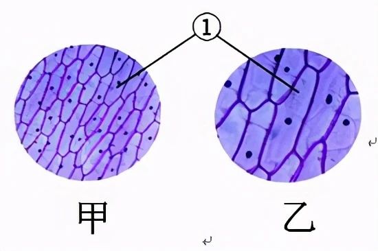 用显微镜观察洋葱表皮细胞,如下图所示,为更清楚的观察①处的细胞结构
